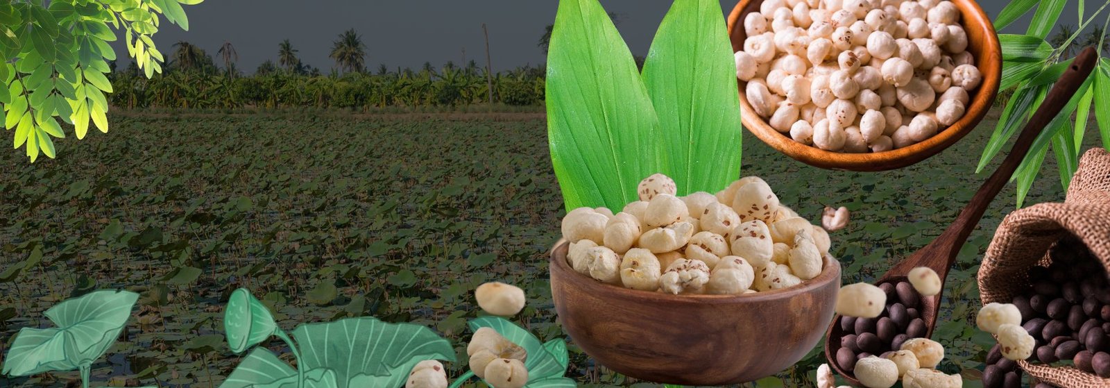 Fresh Makhana from Bihar